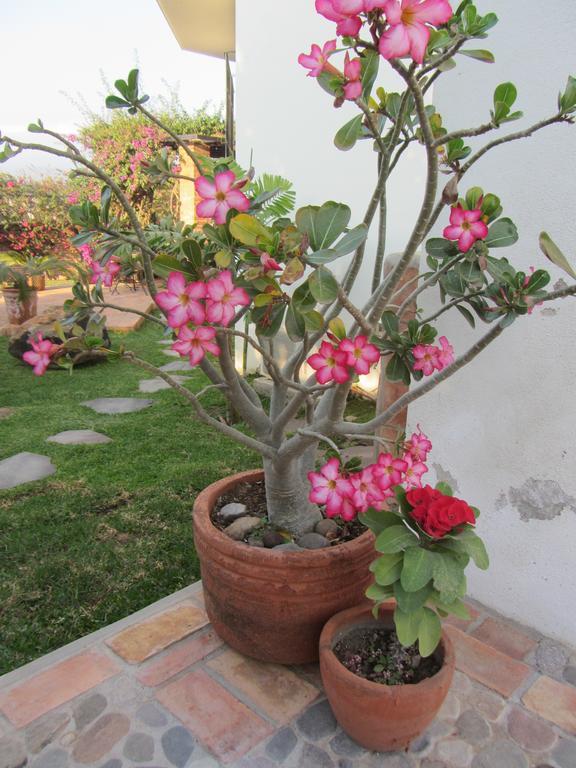 La Colorada Bed & Breakfast Zacualpan ภายนอก รูปภาพ